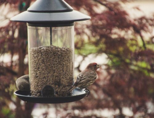 Best Feed for Birds: Should You Add Millet to Your Bird Feeder?