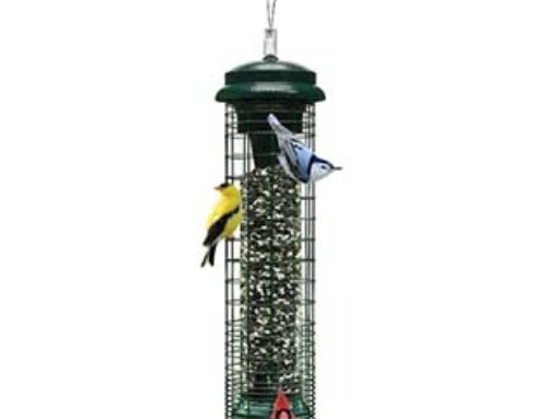 Squirrel-Proof Bird Feeder: How to Find the Right One?